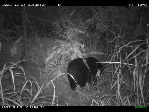 黑熊於夜間再度造訪雞舍逗留