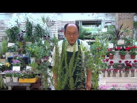 カチョアカシア - 定義