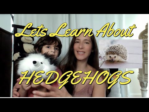 Hedgehog! 17 Facts About Hedgehogs - Plus Quick Tips Before You Get One As a Pet!