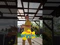 Lights Camera Action Wiggles
