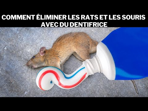 Comment éliminer les rats et les souris avec du dentifrice