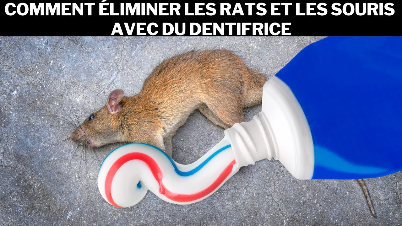 Quelles sont les odeurs qui font fuir les rats au jardin