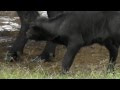 Baby Cape Buffalo Struggles To Keep Up With Mum