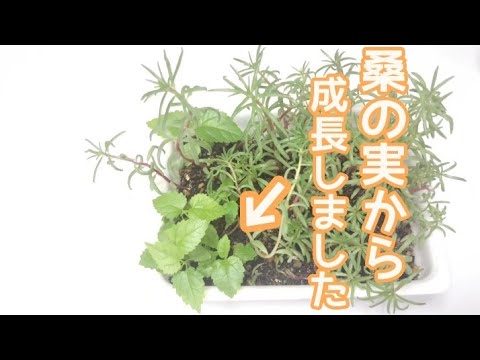 黒桑 植物