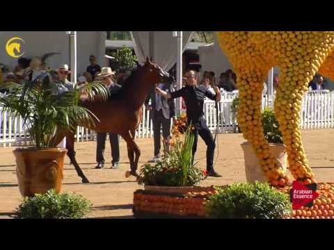 N.84 PERSEUS OS - MENTON 2017 - Yearling Colts (Class 6A)