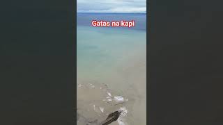 Download lagu Gatas na kapi sa Aloguinsan mp3 Download lagu Gatas na kapi sa Aloguinsan mp3