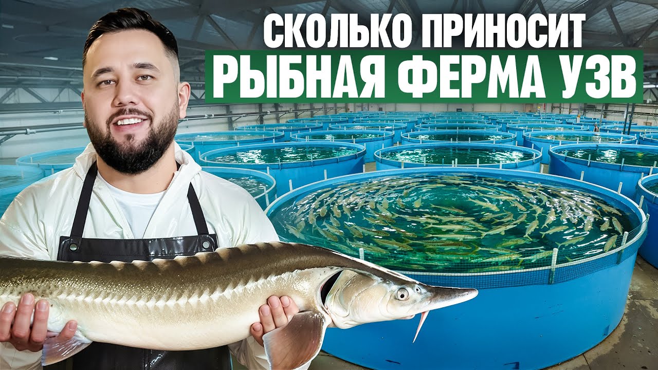 Сколько приносит рыбная УЗВ-ферма? Как выращивают стерлядь? Осетровая ферма 