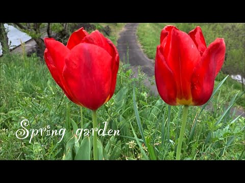 香りの良い白い花を持つ植物 ジャスミン