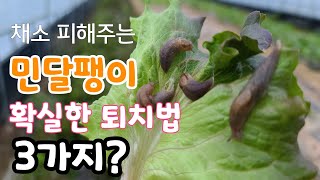민달팽이 확실한 퇴치법 3가지  배추.상추 피해주는 달팽이 잡는법