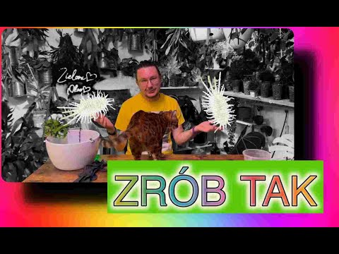 Tak musisz pozbywać się wełnowców,nie ma innej opcji