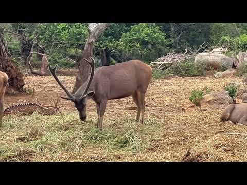 Wildlife Forest Deers Video 4K
