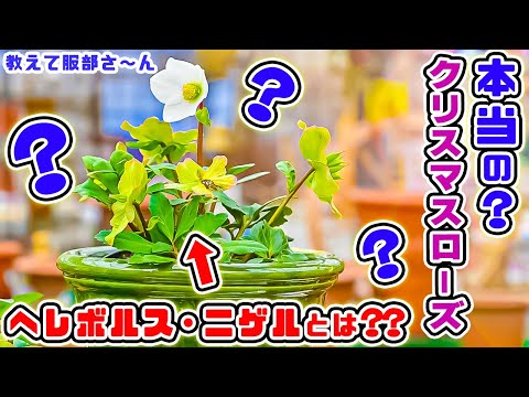 クリスマスローズのヘレボルスが咲く 冬は寒さが続く