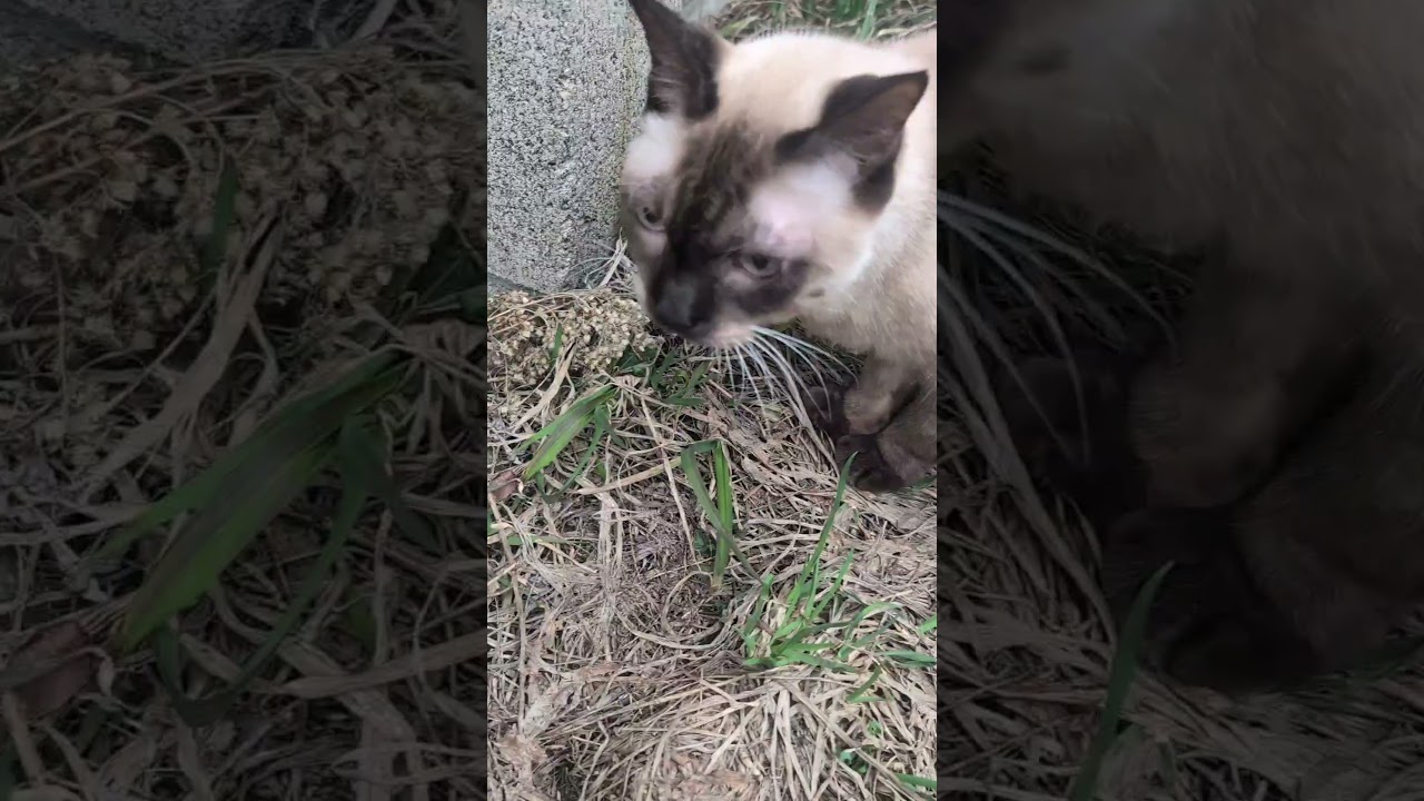 シャム猫#shorts #funny #猫#cat#ミャク子#ガッツくん