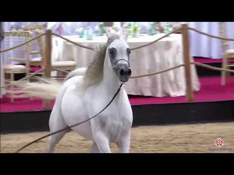 N 60 HAMAMAT AL SHAHANIA   29th Qatar Intl A H  Show 2020   4 6 Years Old Mares Class 4A