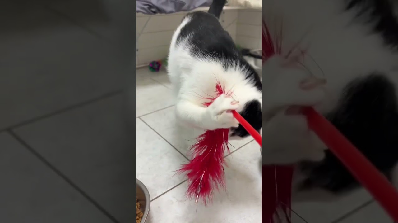 Tambi, a Adoptable mixed breed in New Orleans, LA video 6/6