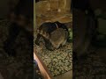 Hank And His Best Mate The Raccoon