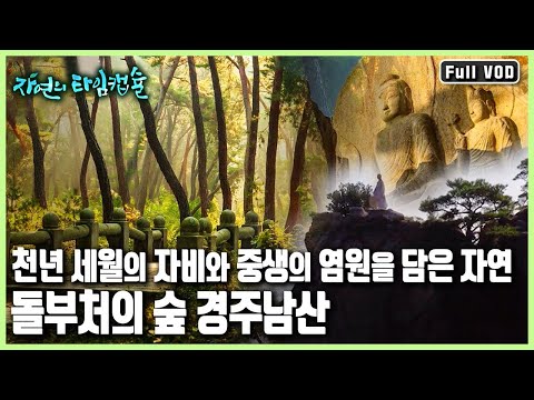 웅장한 역사의 신비와 그곳에 터를 잡은 작은 생명들의 치열한 생존기 '돌부처의 숲, 경주남산’ (KBS 20170309 방송)