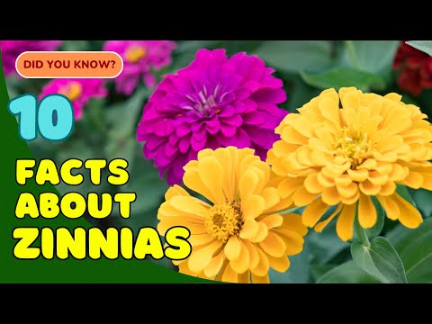 10 Fascinating Facts About Zinnias You Didn’t Know! 🌸
