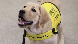 Live: Guide Dog Puppy in Training Visits The Dodo Office - SUNNY | The Dodo by The Dodo