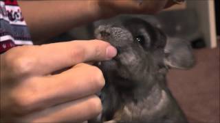 Family Pet Chinchilla Playing, Eating and Bathing