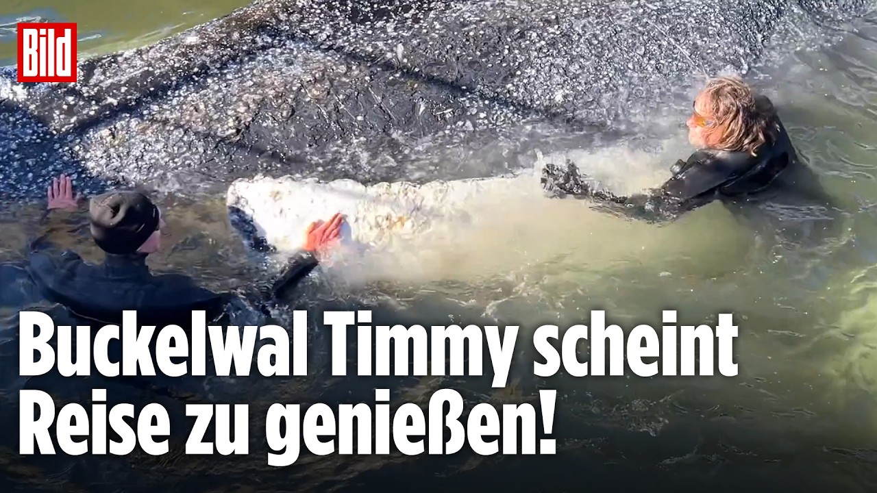 Wal-Rettung: Timmy-Transport nähert sich Nordsee – Kuschelstunde beim Buckelwal