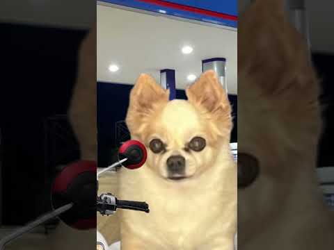 มีน้ำมัน แต่ #niko25 #fyp #น้ํามันแพง #p #พีคตอนจบ