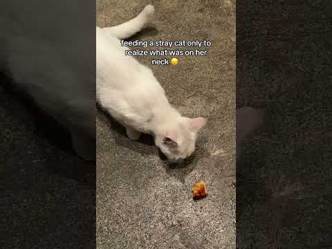 @yamiflex: it broke my heart when i realized #straycat #feralcat #adoptstrays #rescuecat