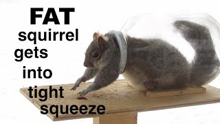 Squirrel ● literally ● bites off more than he can chew !