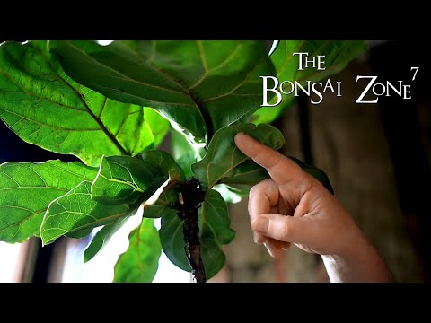 Part of a video titled My Ficus lyrata Bonsai, The Bonsai Zone, Dec 2020 - YouTube