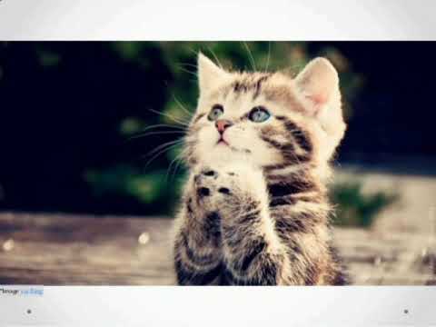 The most funniest cat moments