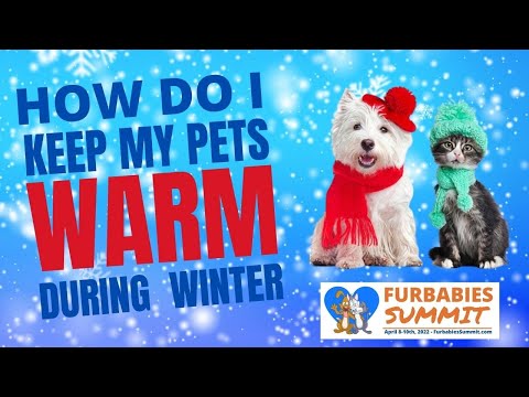How Do I Keep My Cat or Dog Safe In Cold Weather?