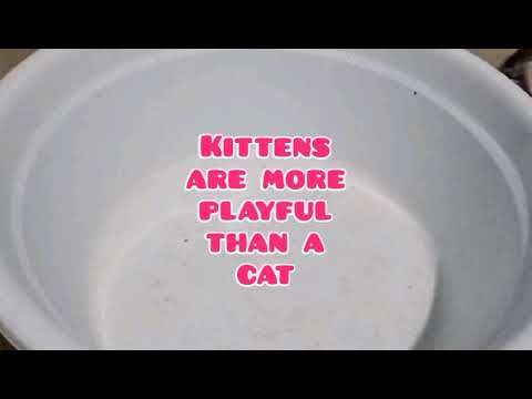 WHY ARE KITTENS SO PLAYFUL