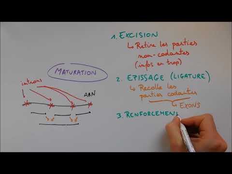 Protein Synthesis 2 - Maturation