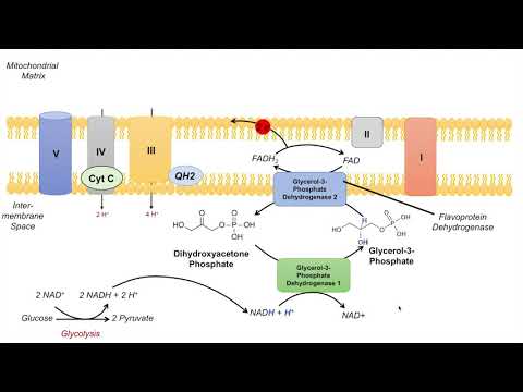 Overview of Glycolysis Basics for Beginners Biochemistry Lesson