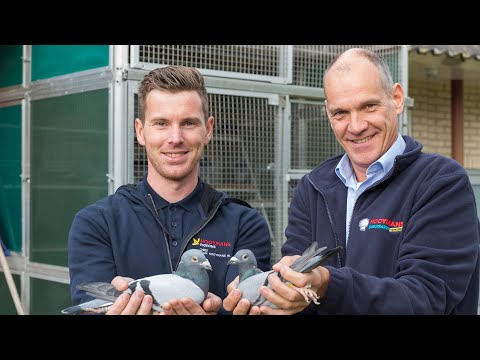 WHZB/TBOTB 2019 Winners - 1st Acepigeon Middle Distance: Team Hooymans NL (with Eng + Ch. subs)