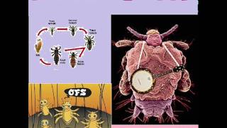 One Fell Swoop - Not Right (The Stooges)