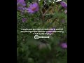 Ootha Ootha Poo Whatsapp Status