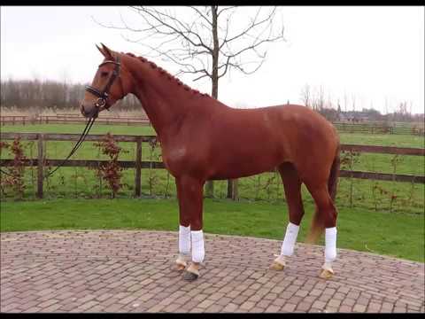 For sale: Apache x Jazz x Zuidhorn