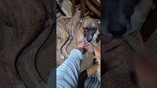 Video preview image #1 Boxer Puppy For Sale in Burnsville, MN, USA