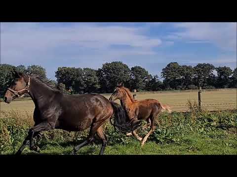 "Dynamic Lover" Prämien-HF von Dynamic Dream x Faustinus