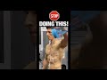 Stop Doing DB Lateral Raises Like This! (SAVE A FRIEND)
