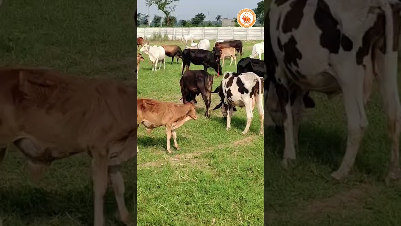 Gaushala Update