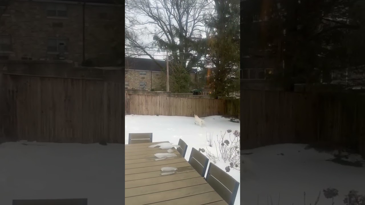 Enlarge Gus- In NJ, an adoptable Labrador Retriever in Willington, CT video 6/6