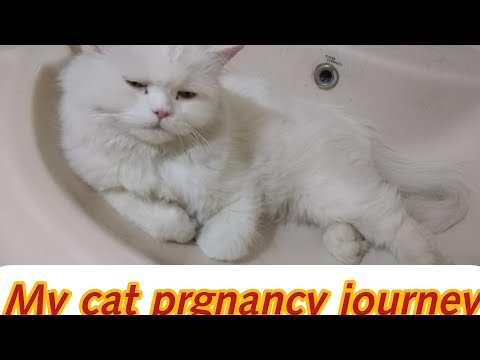 my cat maggie ki pregnancy journey by samina arshad .........