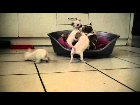 Super Video Maly Sakaly