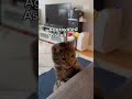Naughty Cat Of The Week Goes To Hazel Do You Think She Guilty Cat Catshorts Catsofyoutube