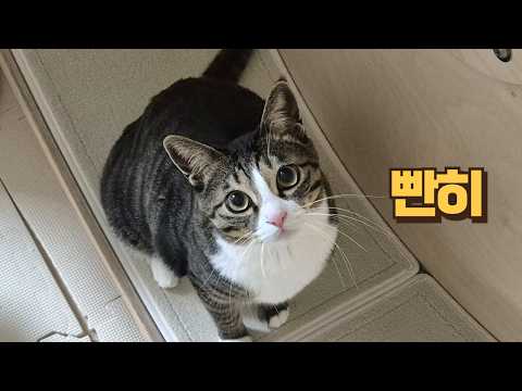 캣휠에 미친 고양이랑 살면 생기는 일 (저 병났어요ㅠ)