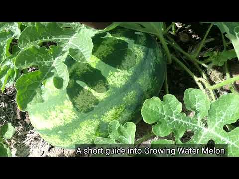 Growing Wonderful Watermelons for Amazing Yields this Summer in Jamaica