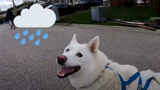 Dog Pulls Rollerblades for Exercise in the Rain