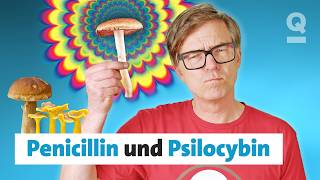 Was Pilze mit uns machen | Quarks Dimension Ralph